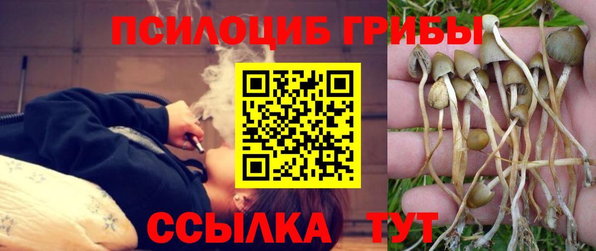 Псилоцибиновые грибы Cubensis  Вход с VPN  Бузулук  Галлюциногенные грибы Psilocybine cubensis 